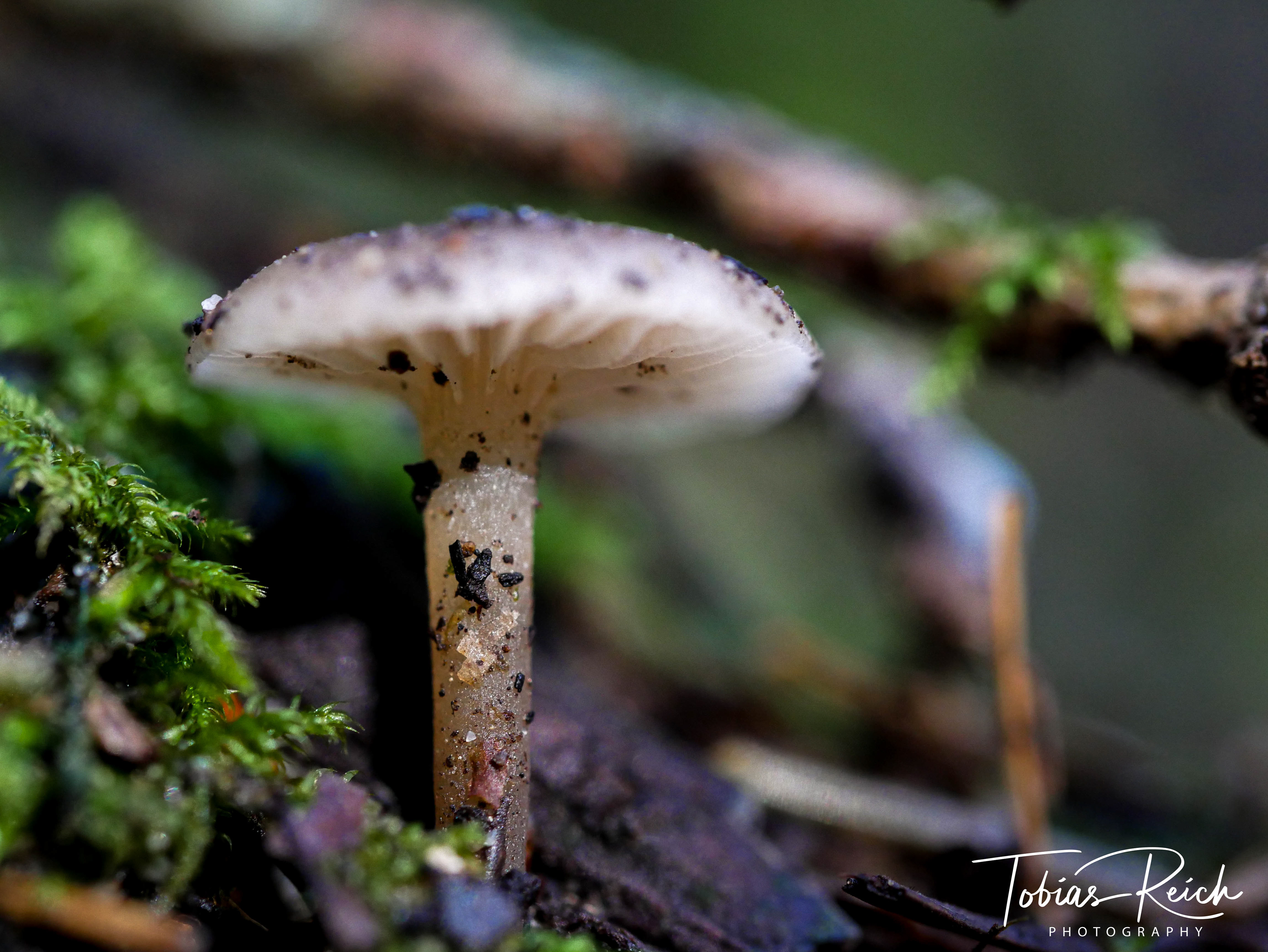 Pilz II