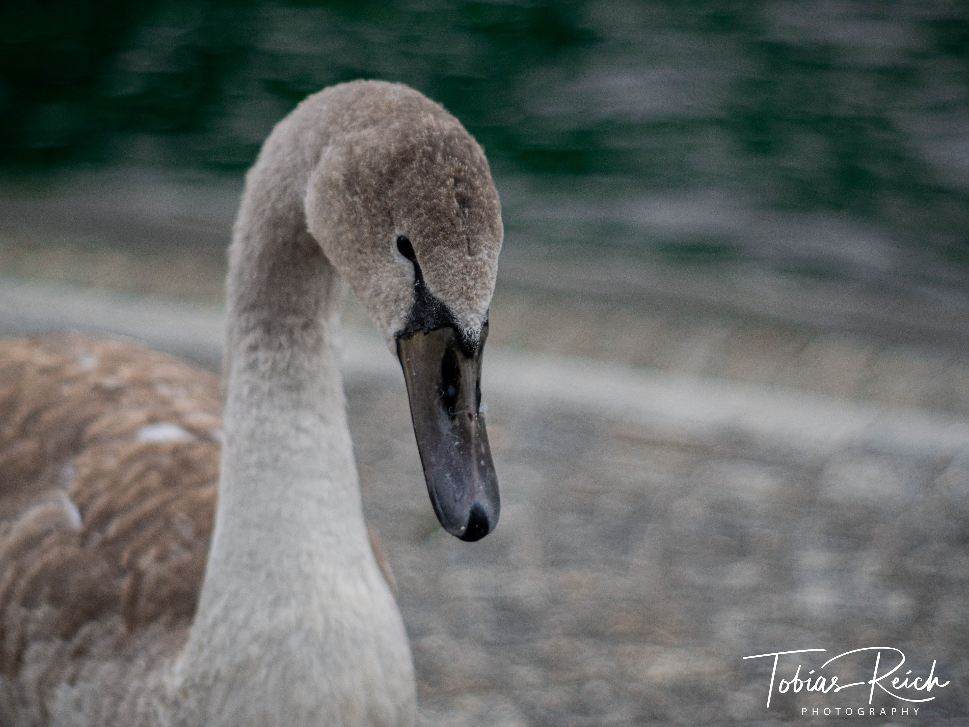 Schwan ohne Schloss und Stein