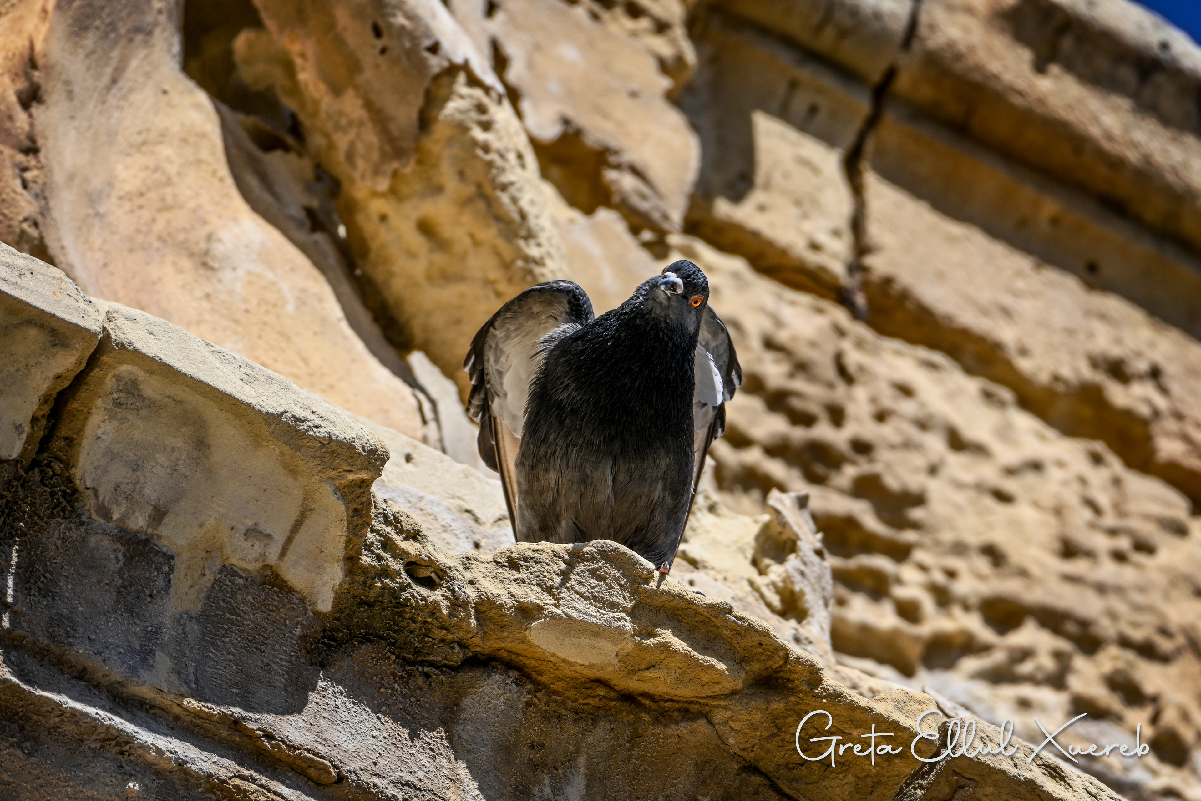 Posing Pigeon