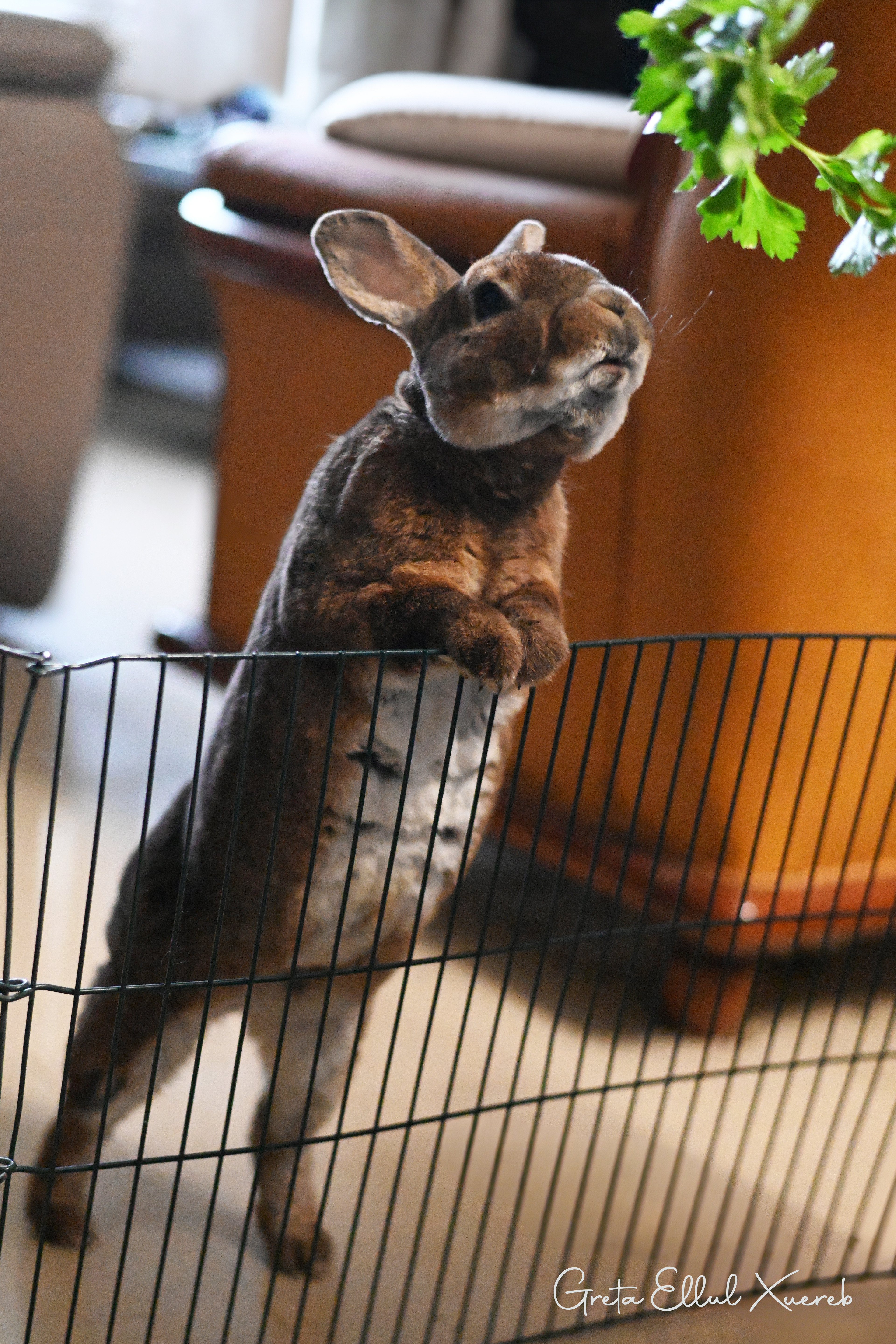 Bucky Bunny