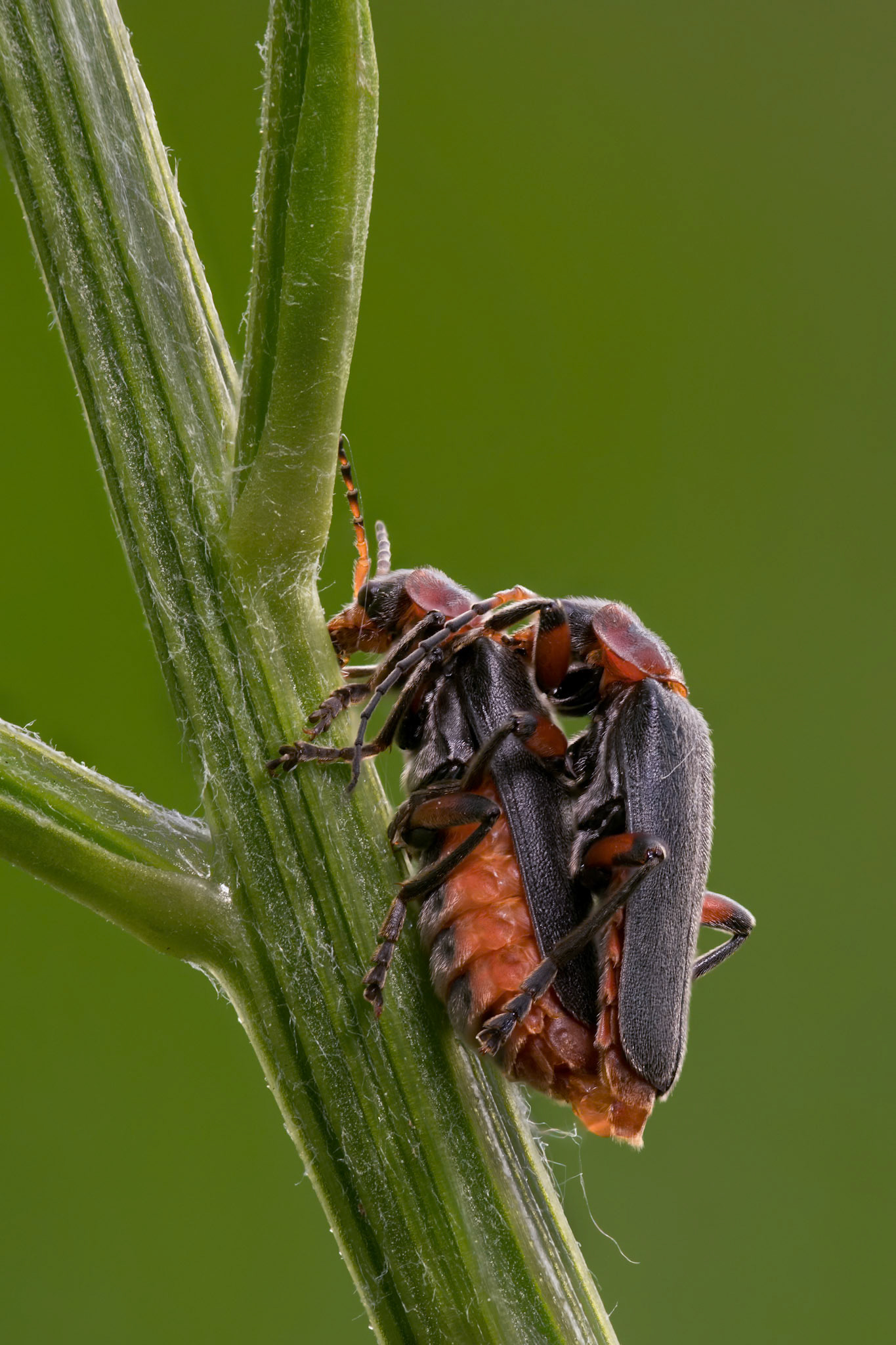 Soldier Beetles