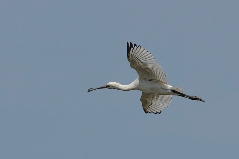 Spoonbill