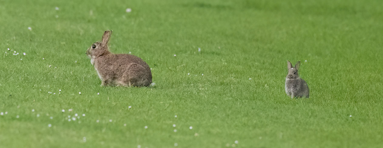 Rabbits