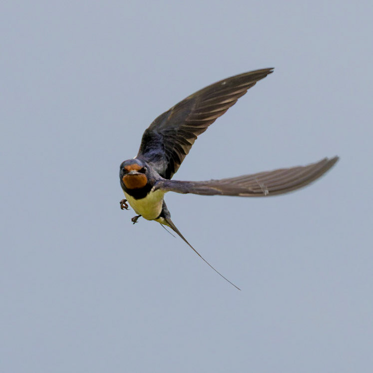 Barn Swallow