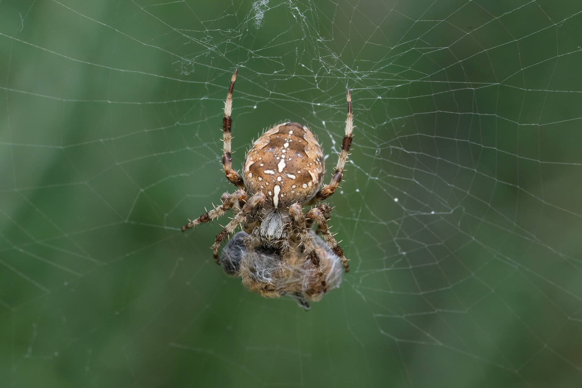 Garden Spider with prey