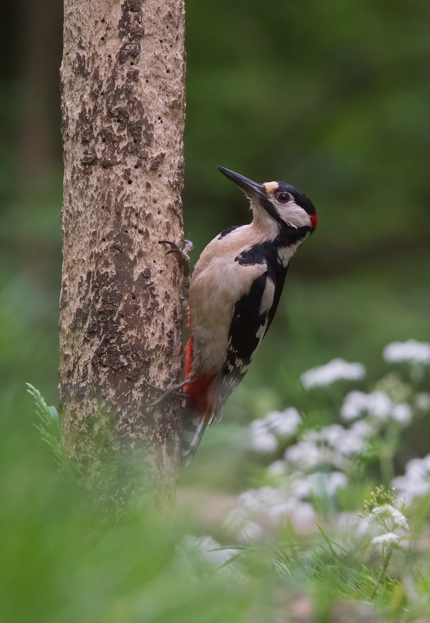 Great spotted woodpecker