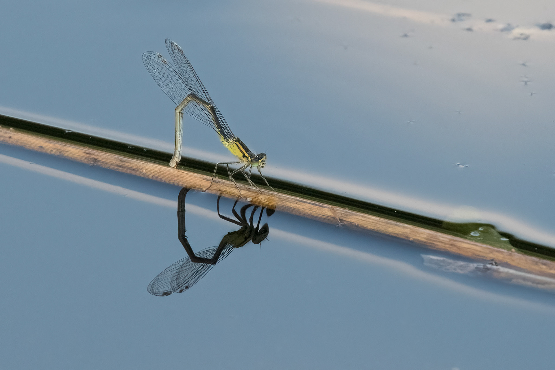 Blue-tailed damselfly (f)