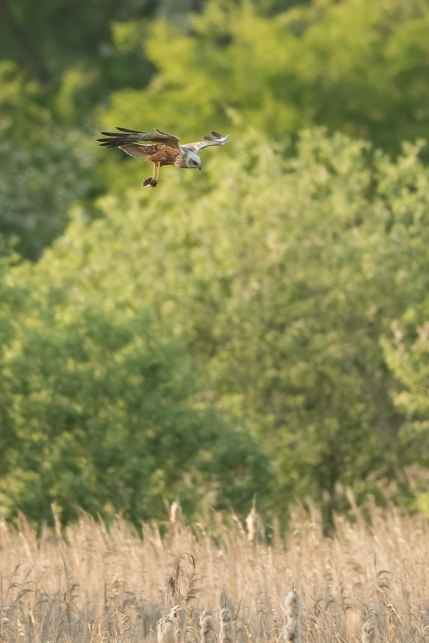 Marsh Harrier (m) with prey