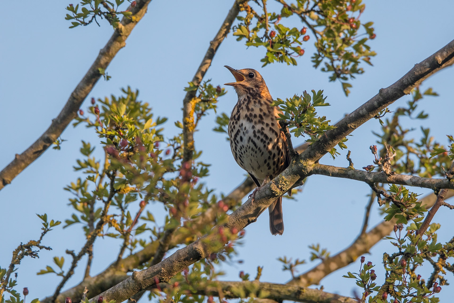 Song Thrush
