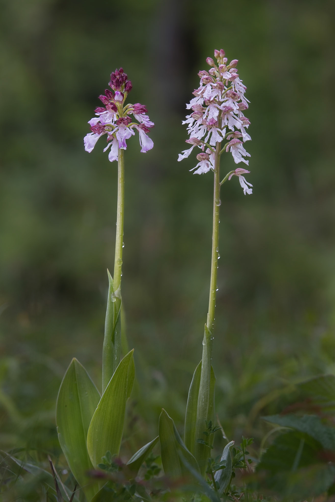 Lady Orchids