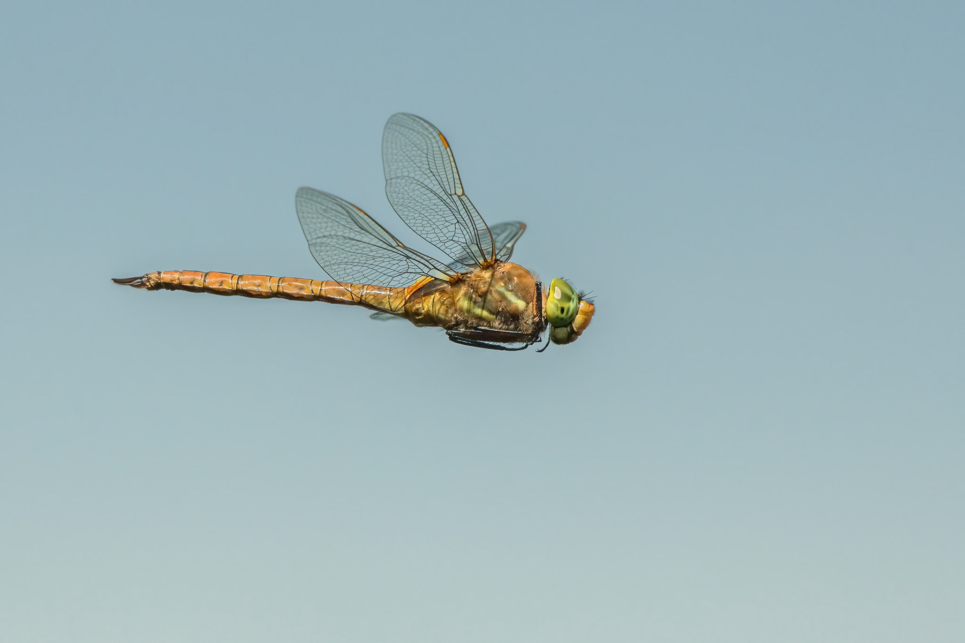 Norfolk Hawker (f)