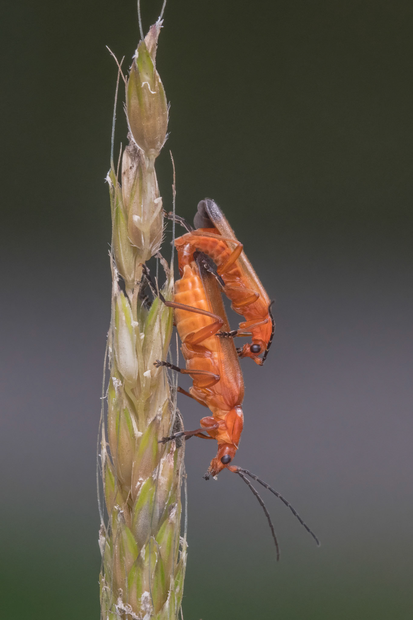 Red Soldier Beetles mating