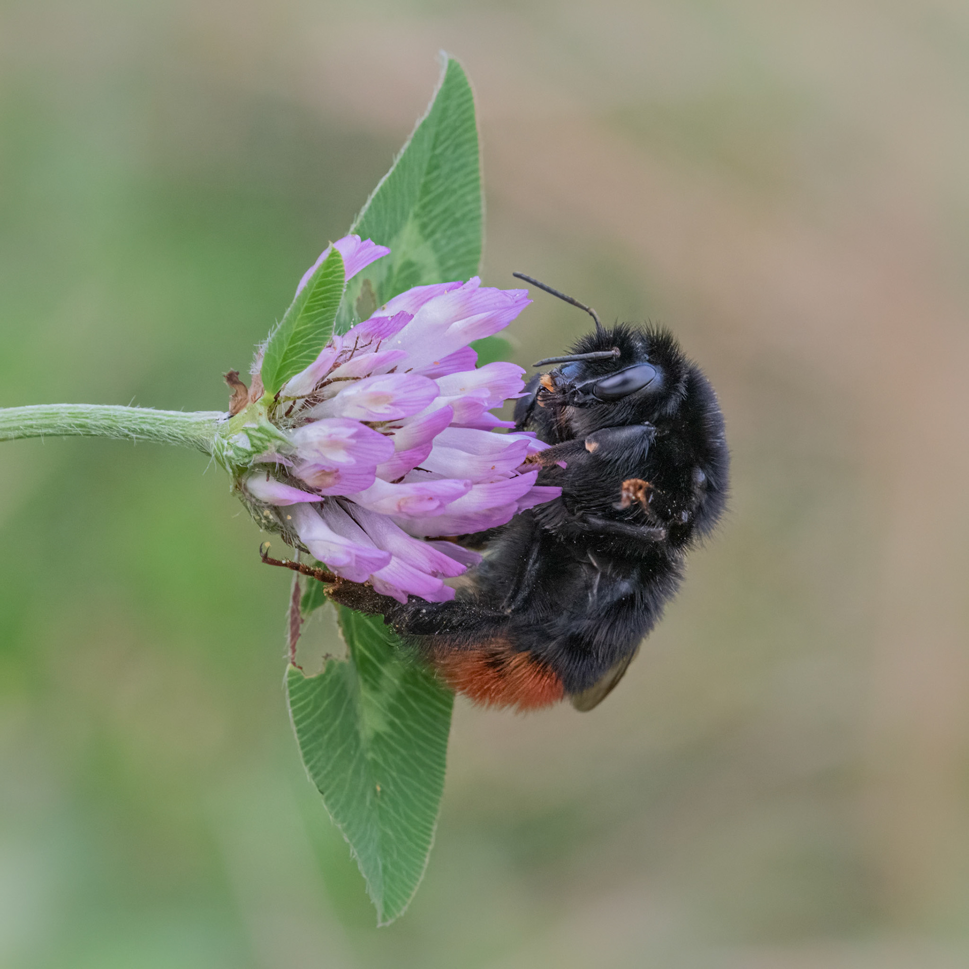 Red-tailed Bumblebee