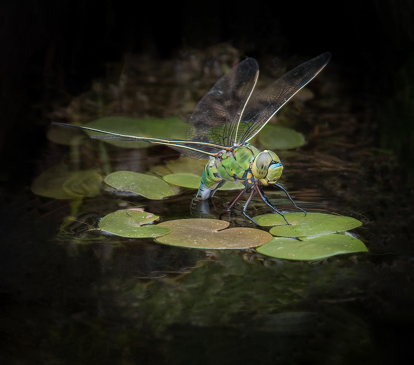 06 | Female Emperor Dragonfly Ovipositing