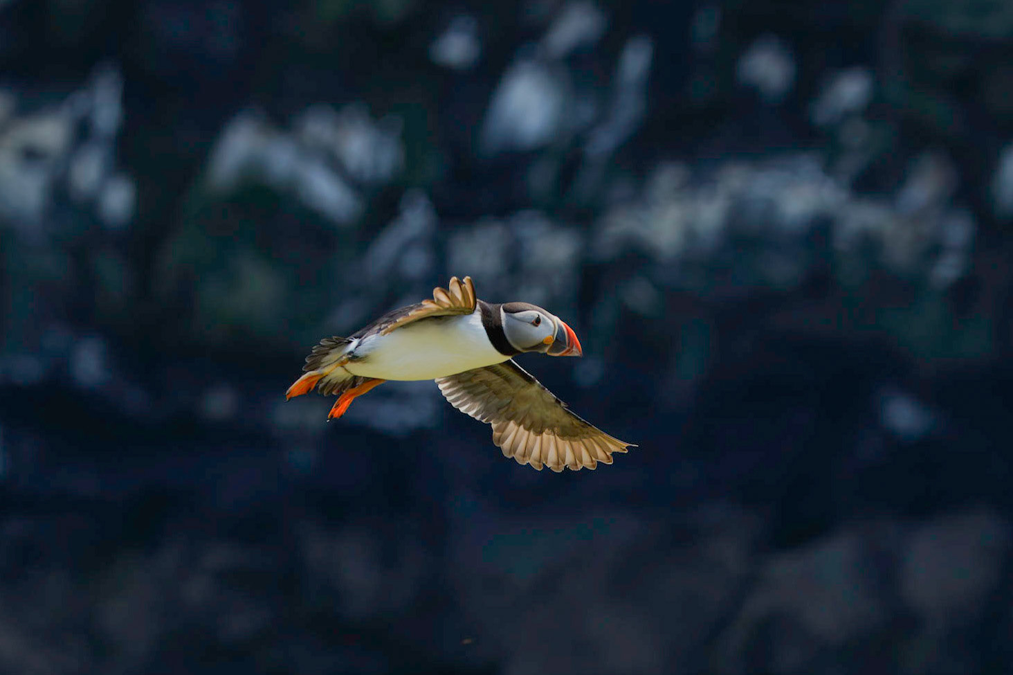 Puffin