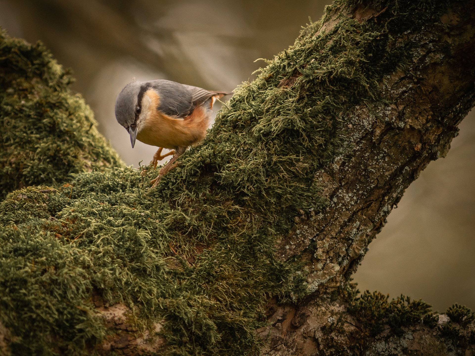 Red-breasted nuthatch