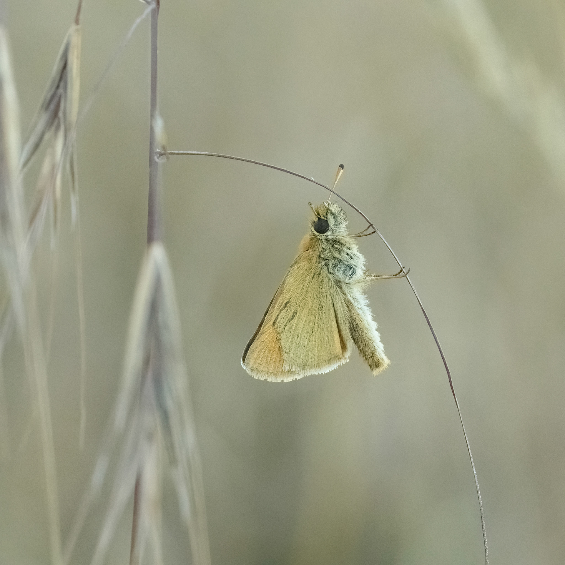 Essex Skipper