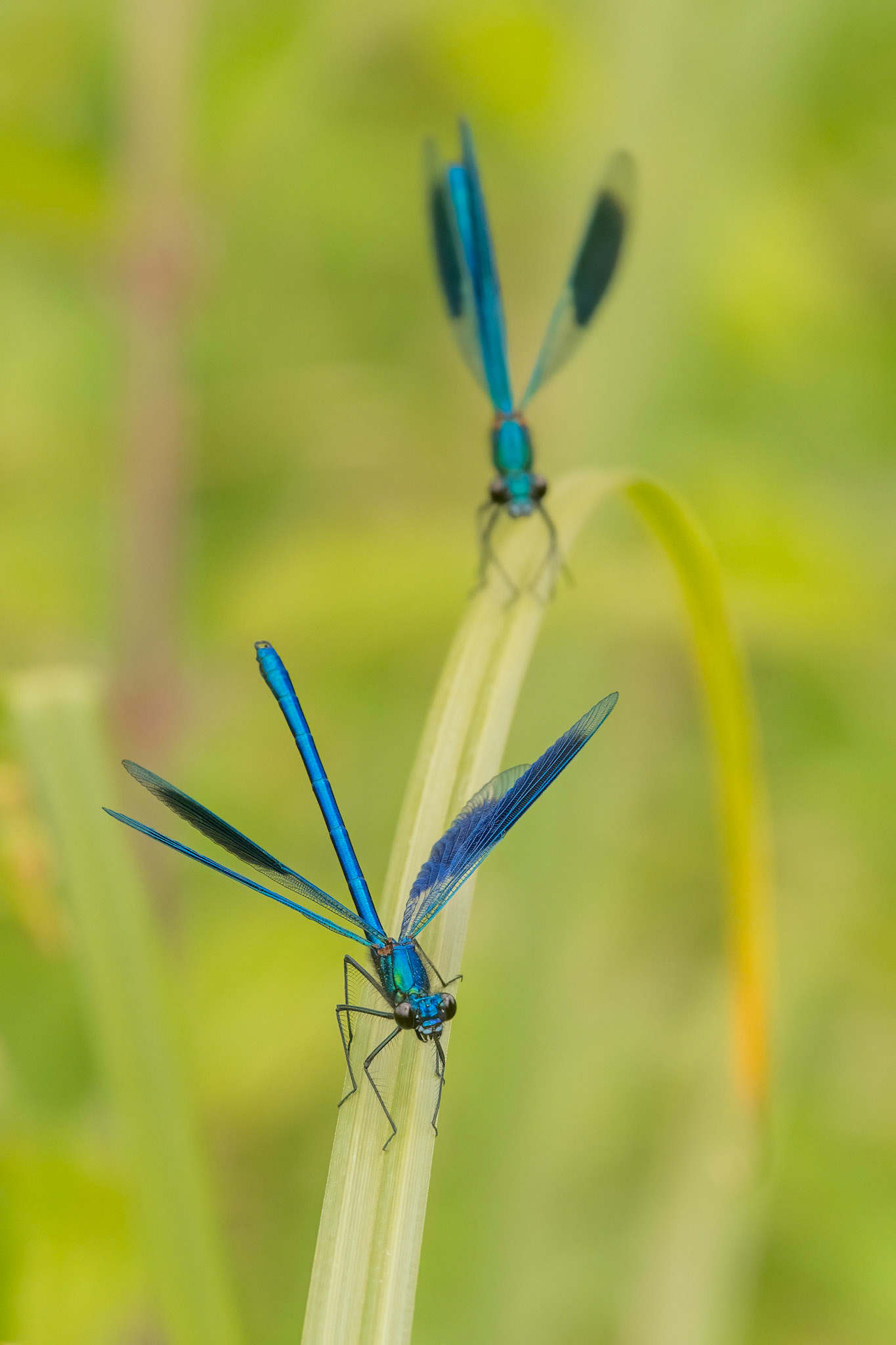 Banded Demoiselle (m)