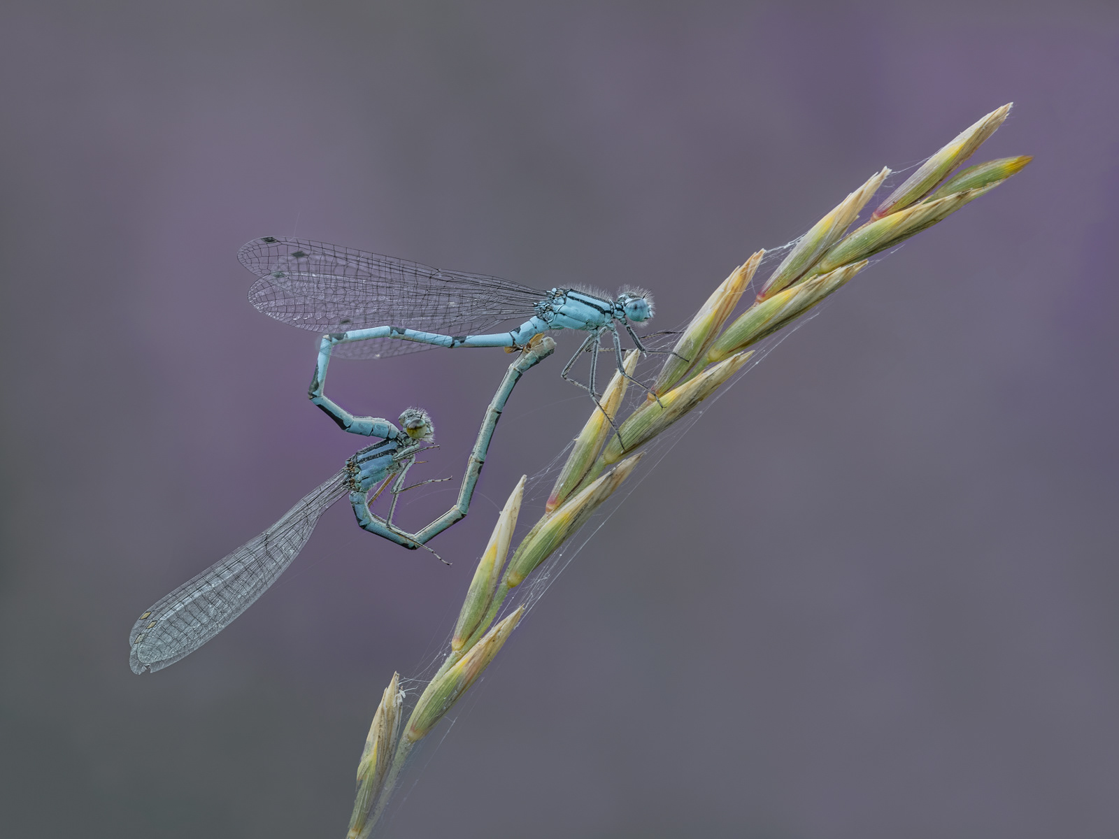 03 | Common-blue Damselflies Mating