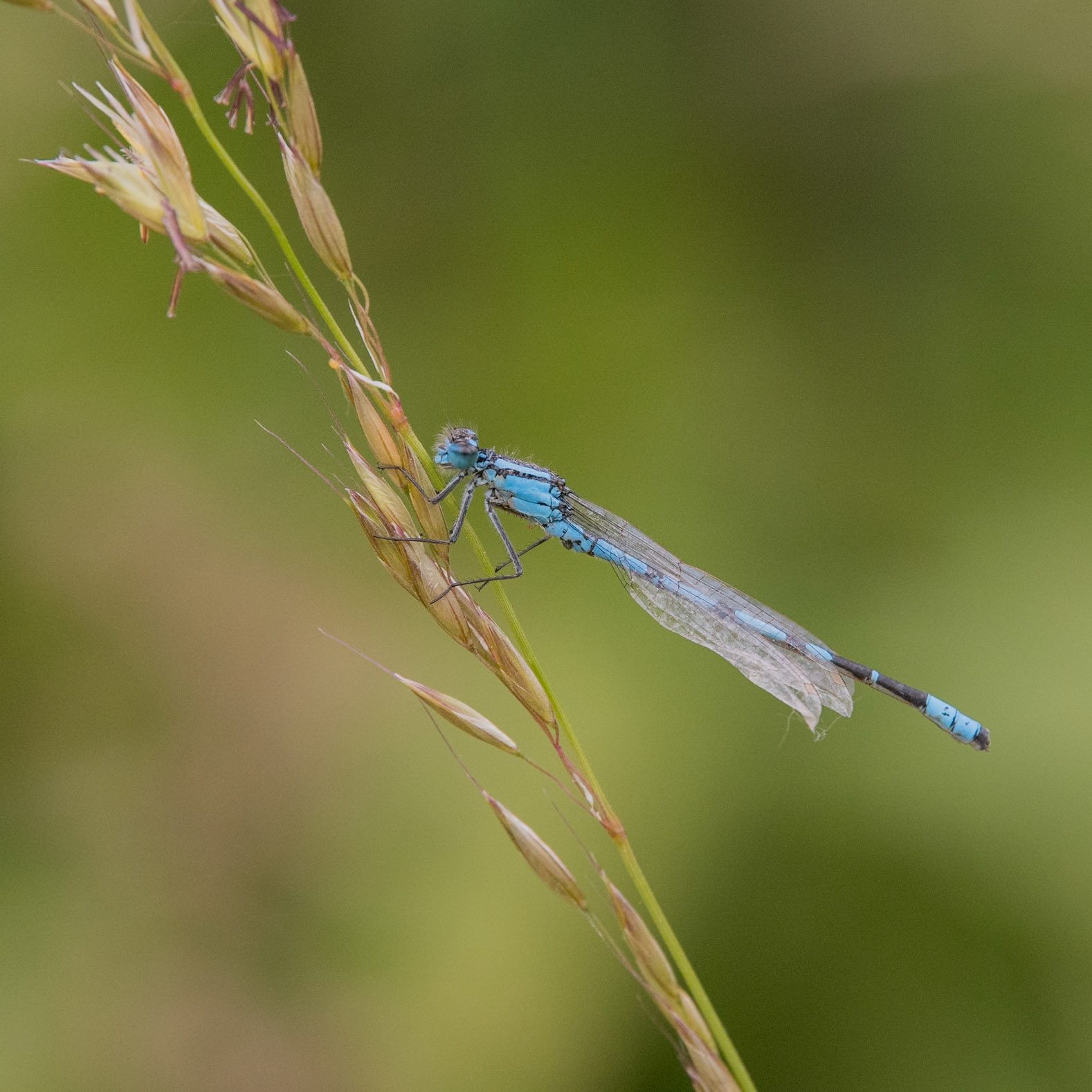 Blue-tailed damselfly (m)