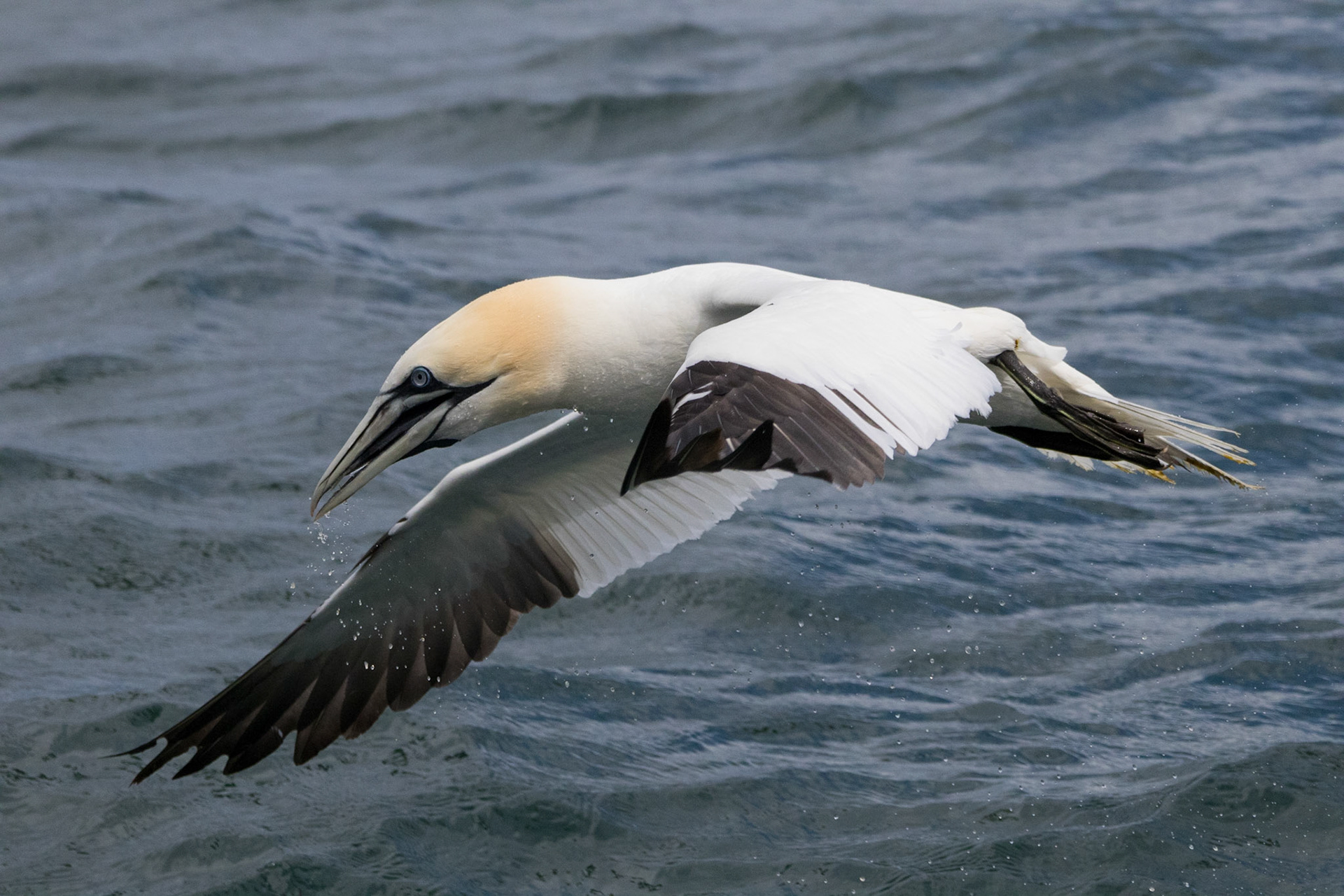Gannet
