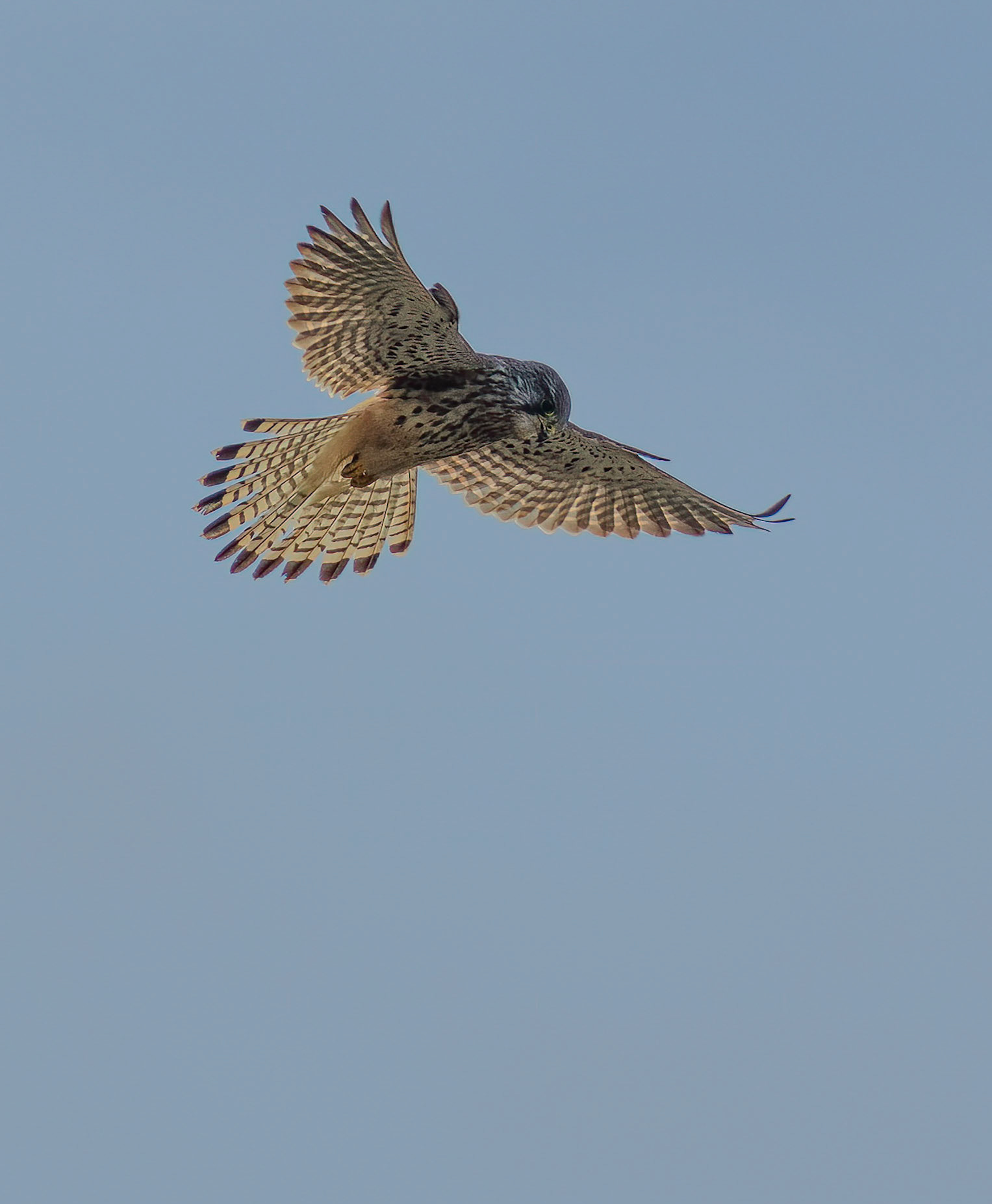 Kestrel