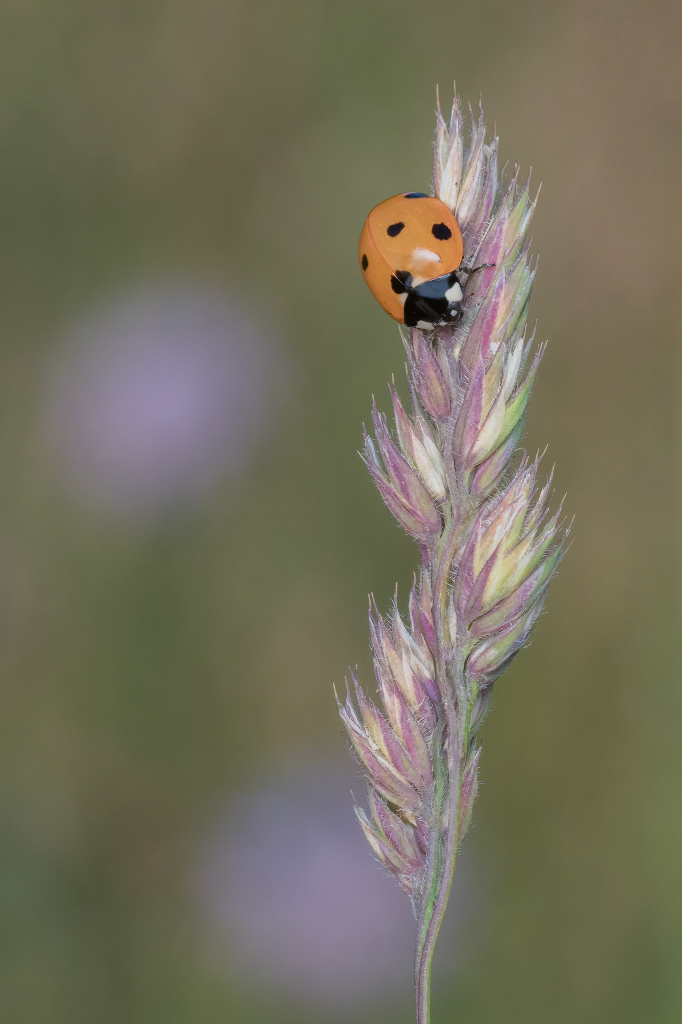 Seven-spot Ladybird