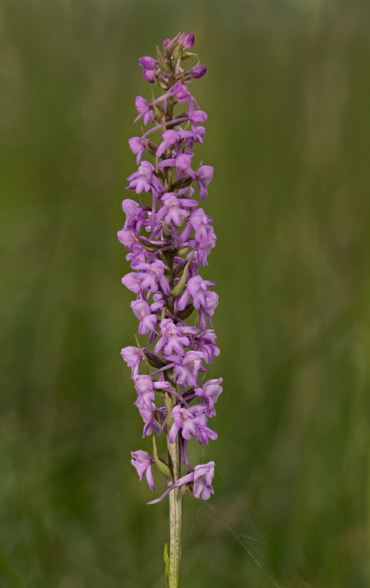 Chalk Fragant Orchid