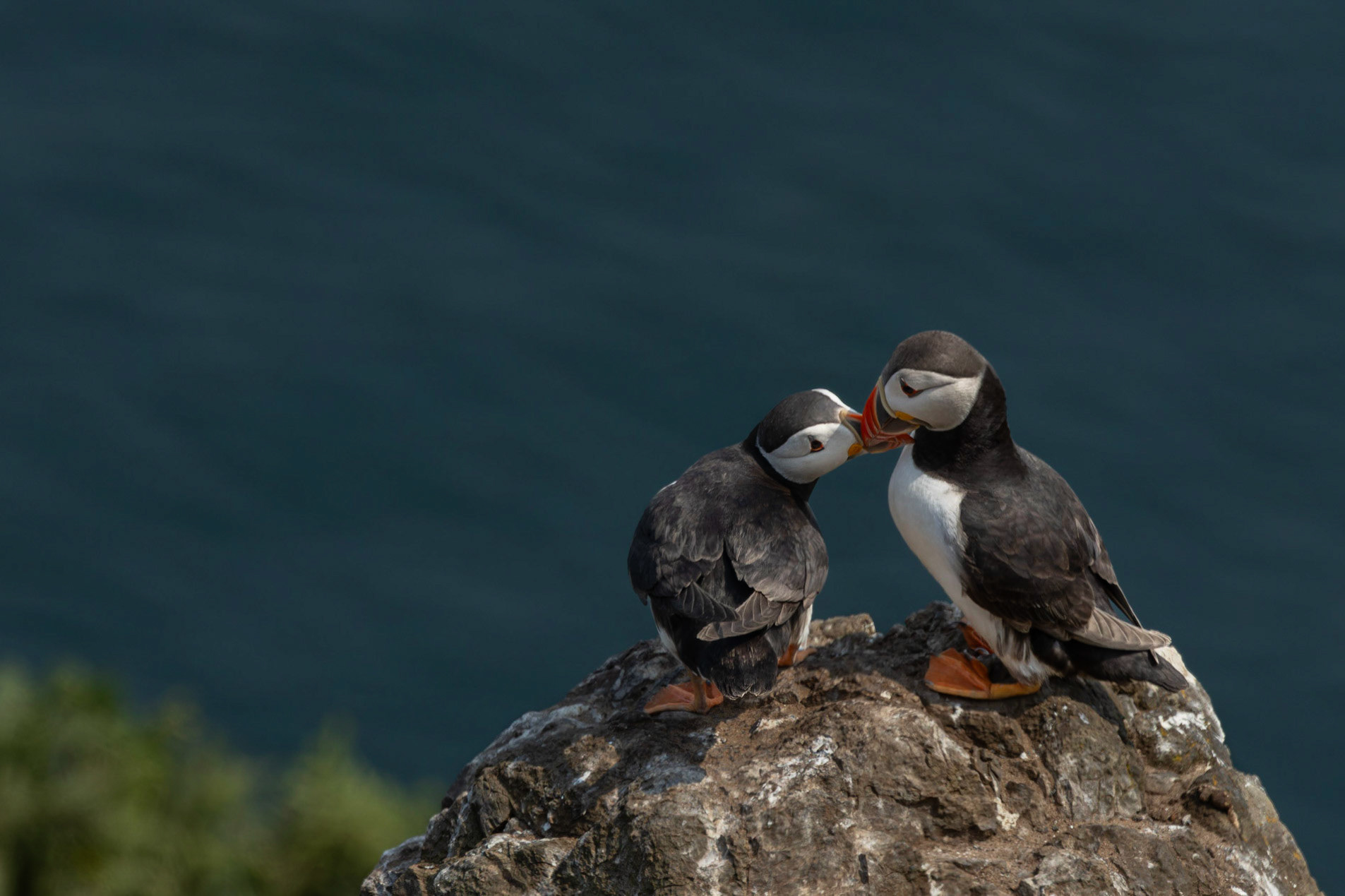 Puffins