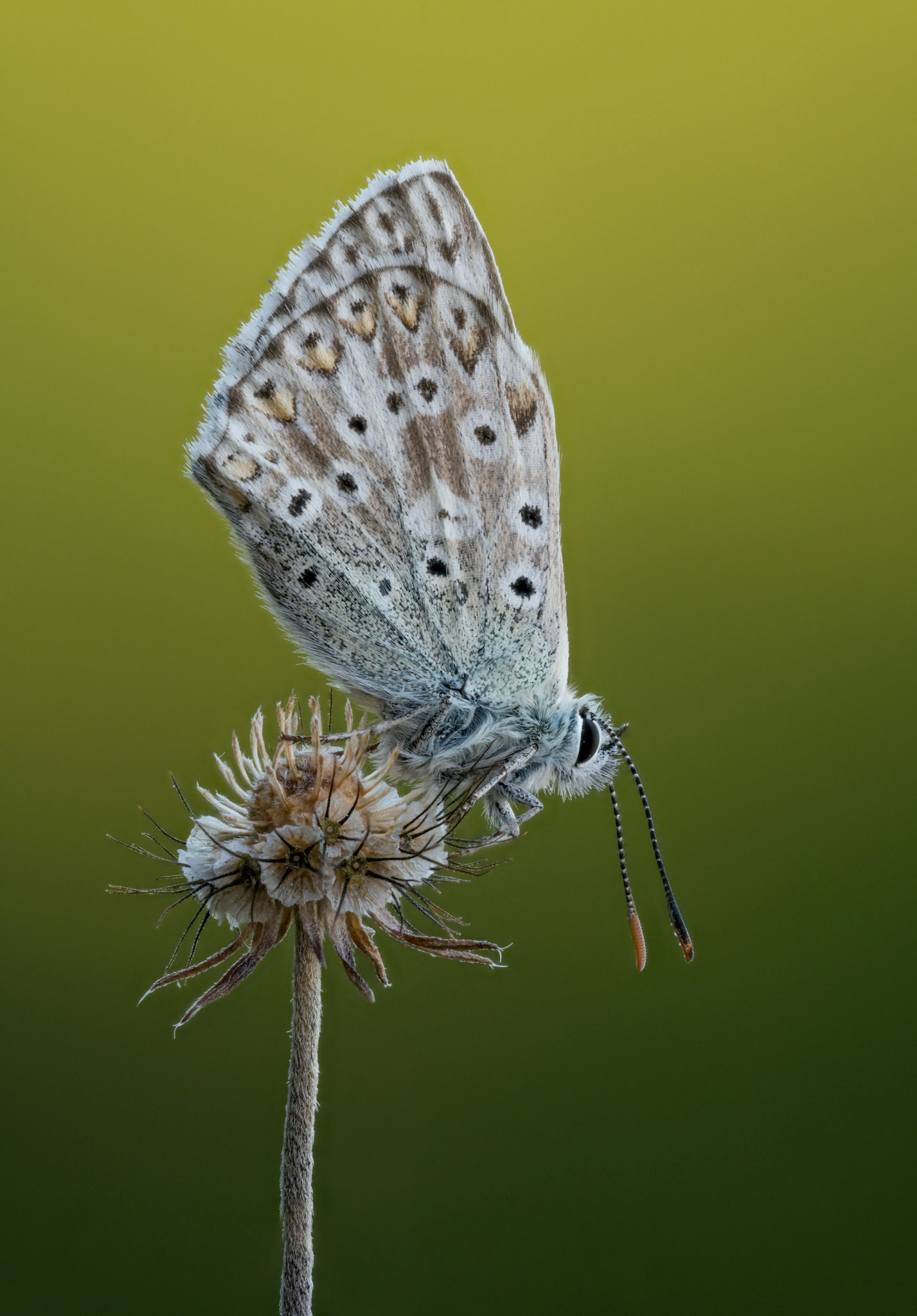 Chalk Hill Blue [m]