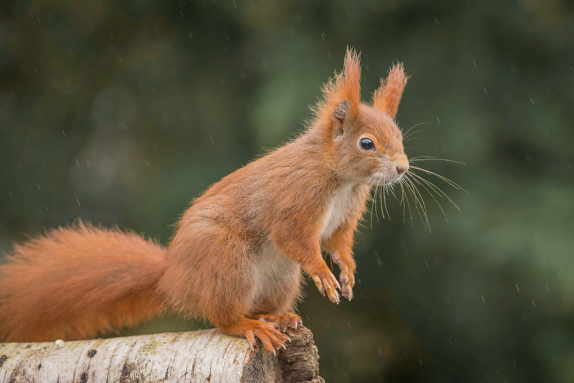 Red Squirel