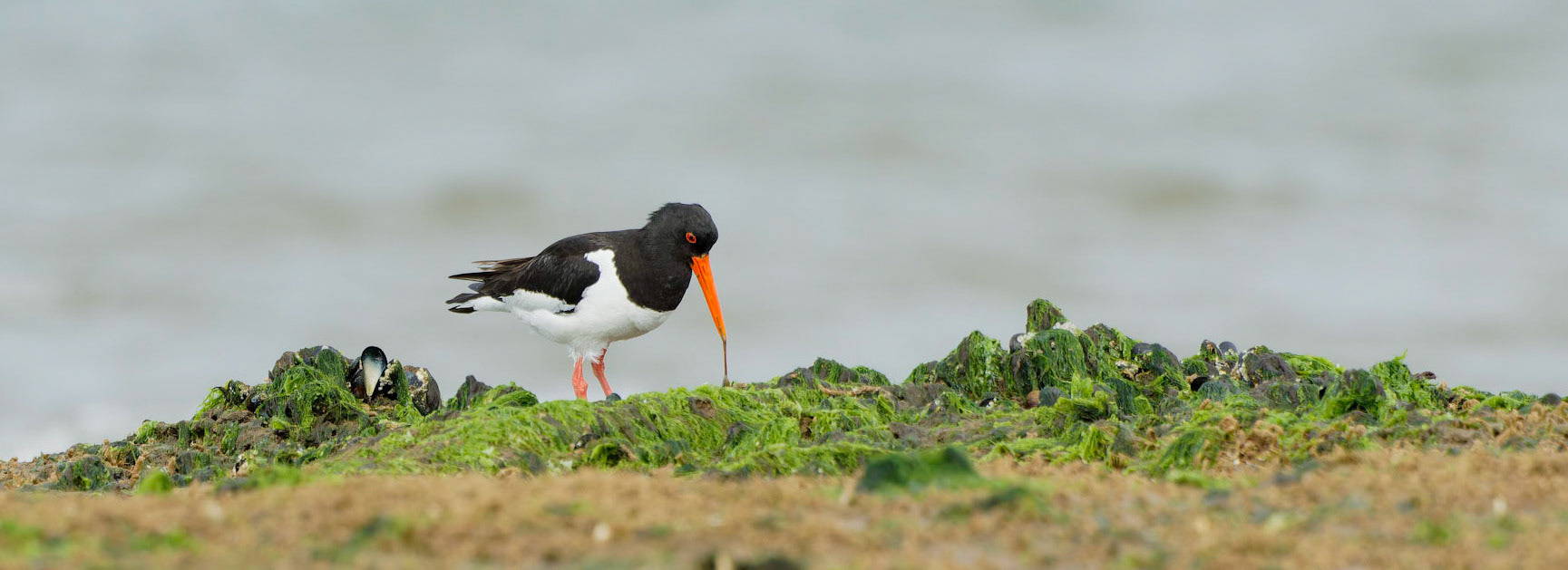 Oystercatcher