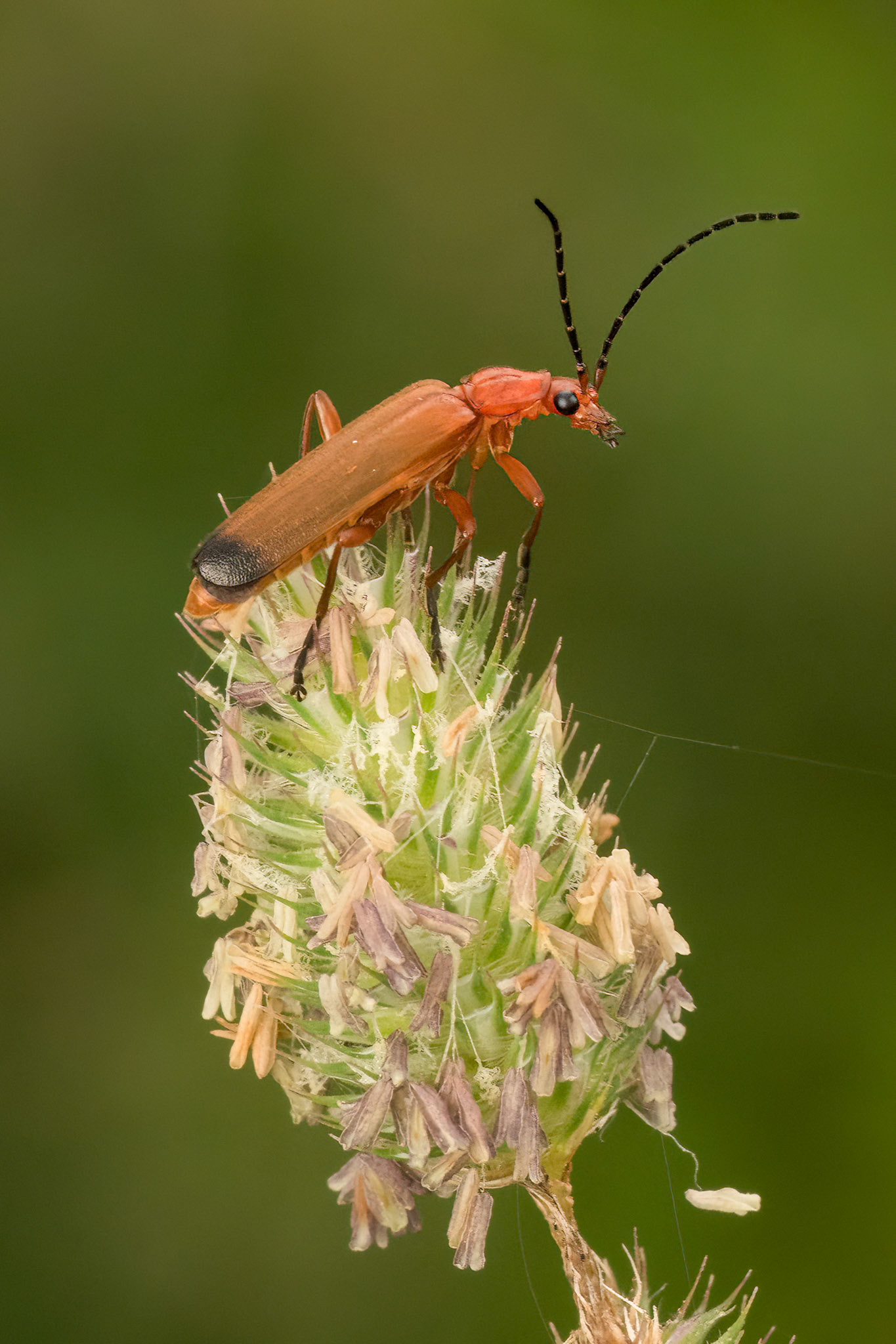 Red Soldier Beetle on Timothy grass