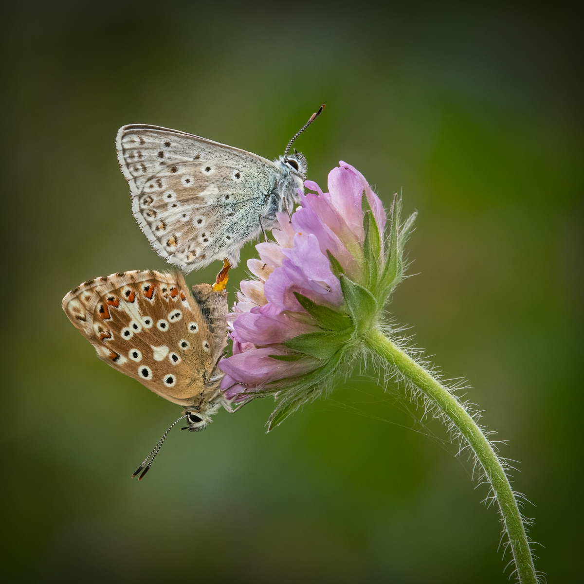 05 | Chalkhill Blues Mating