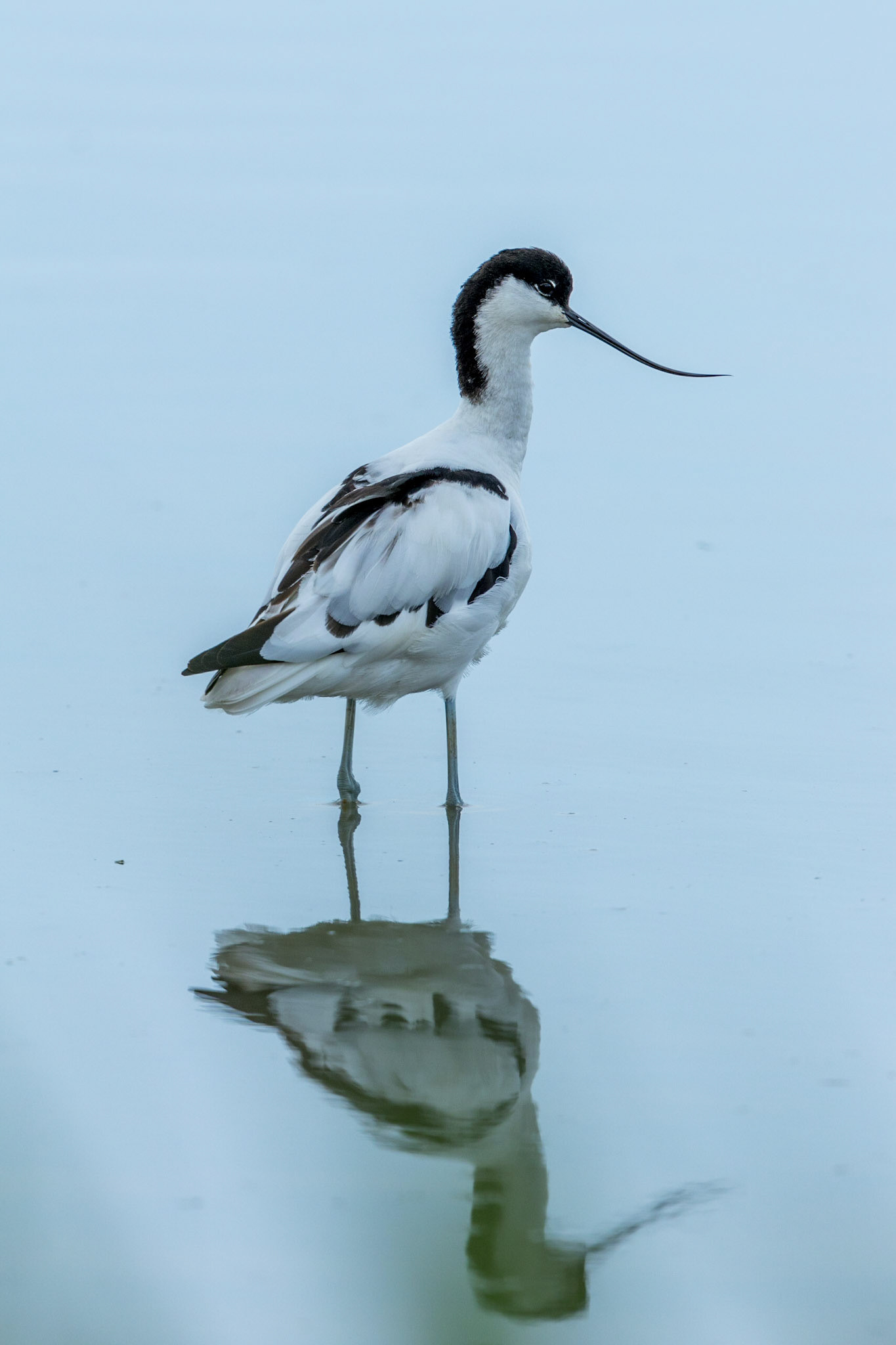 Avocet