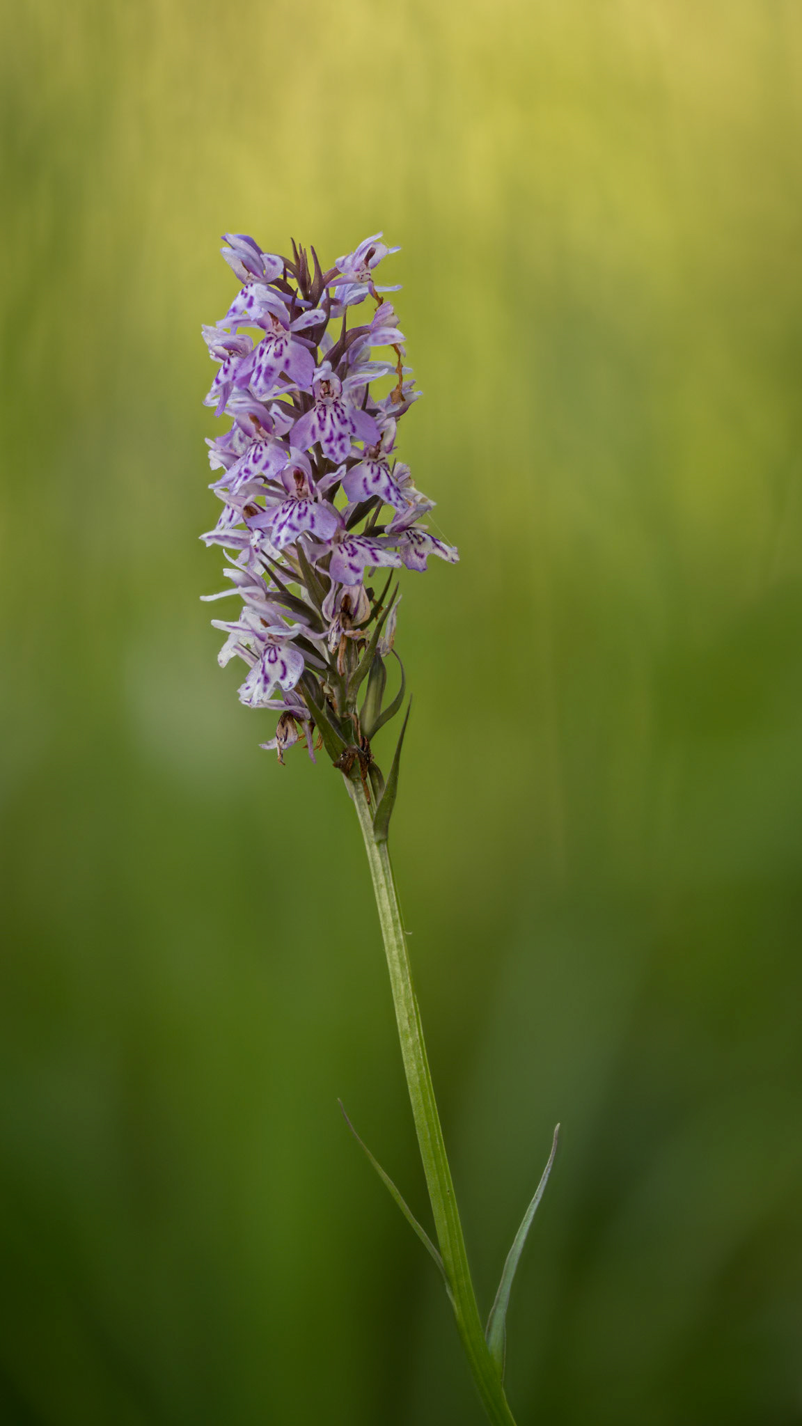 Common Spotted Orchid