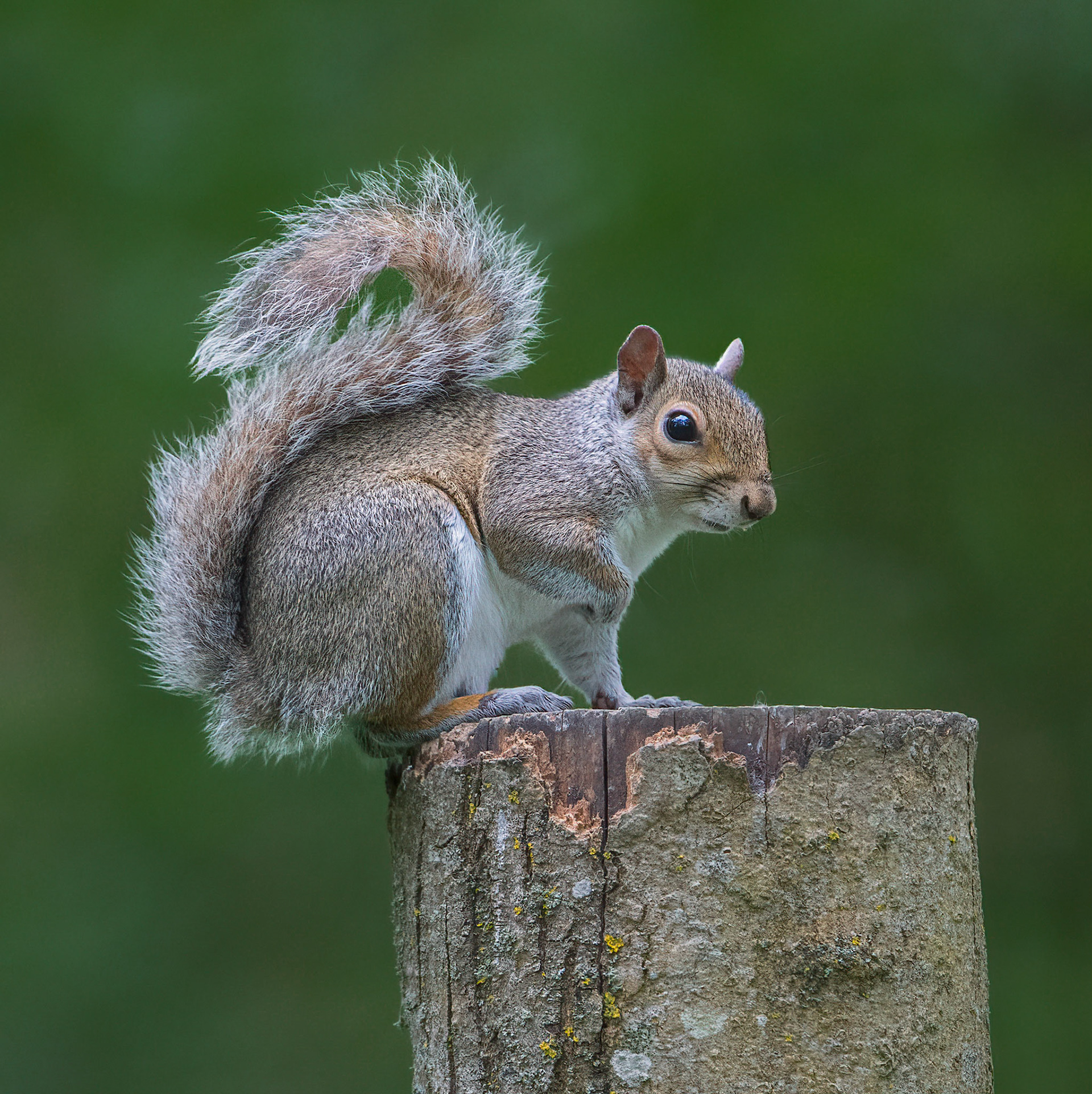 Grey squirrel