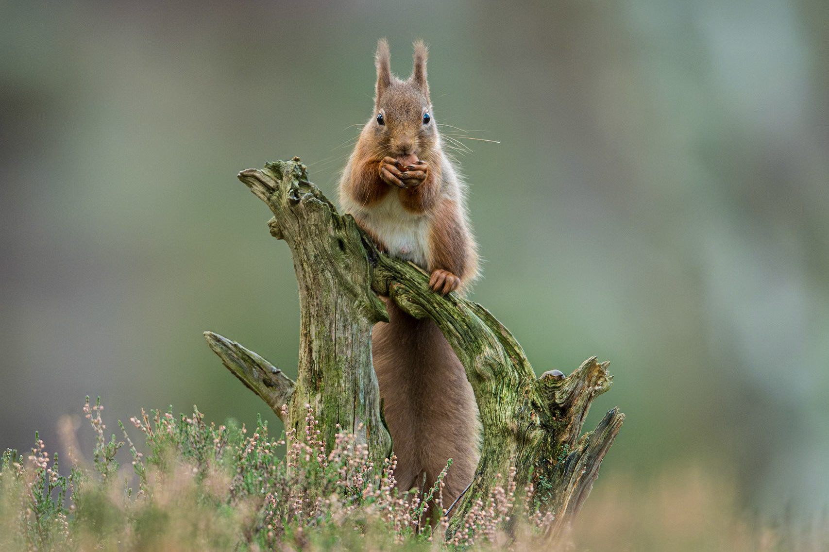 Red Squirrel