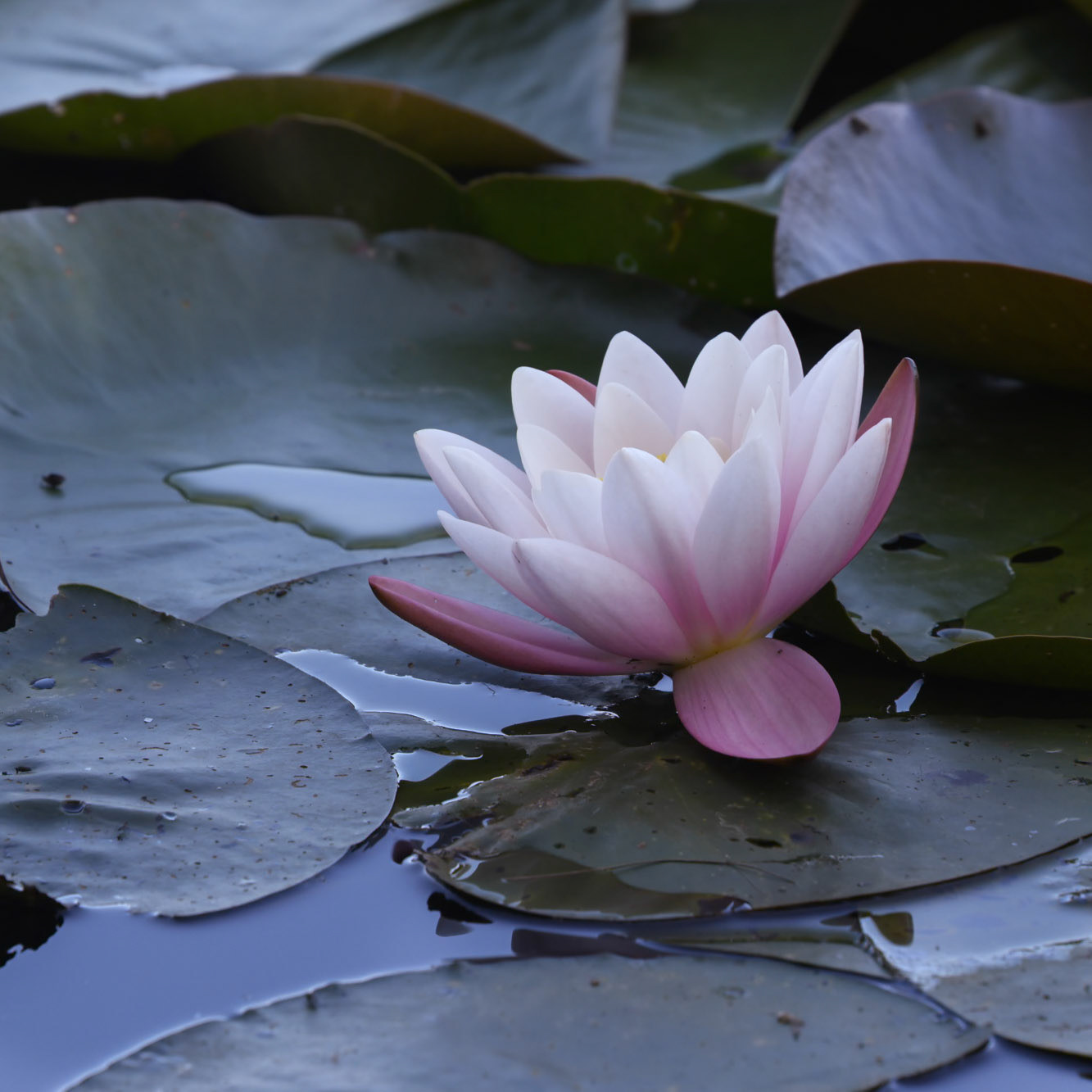 Water lilly