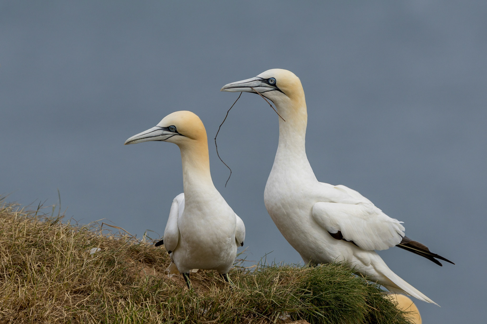 Gannets