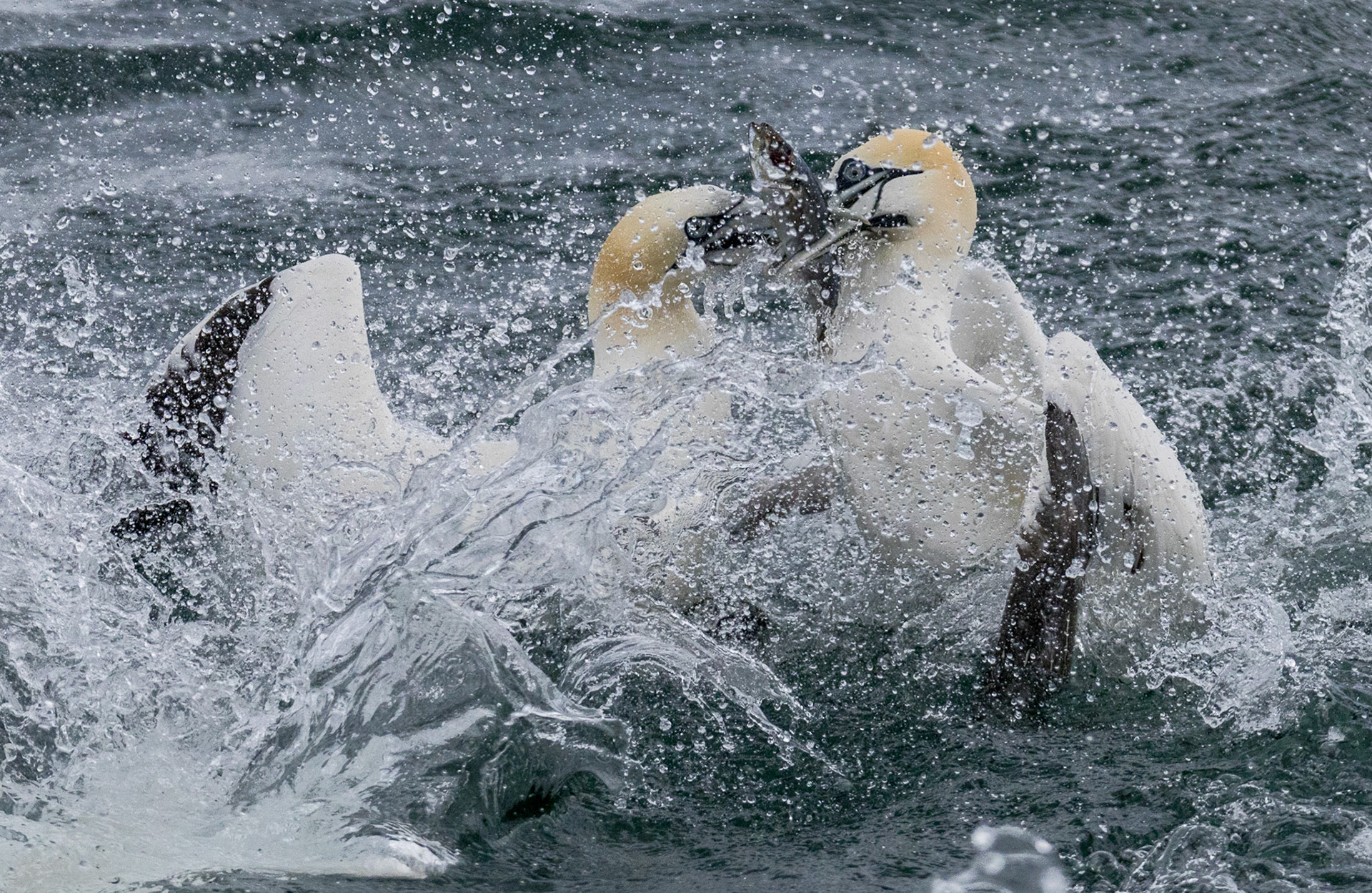 Gannets