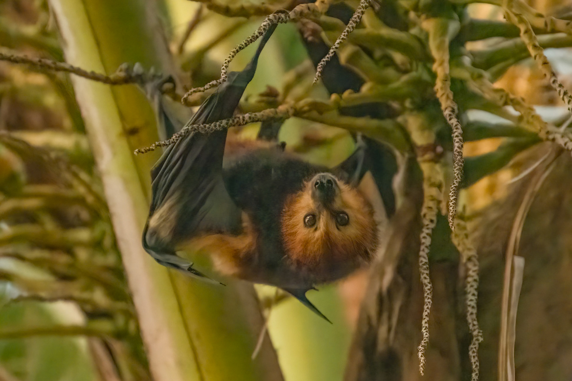 Fruit bat