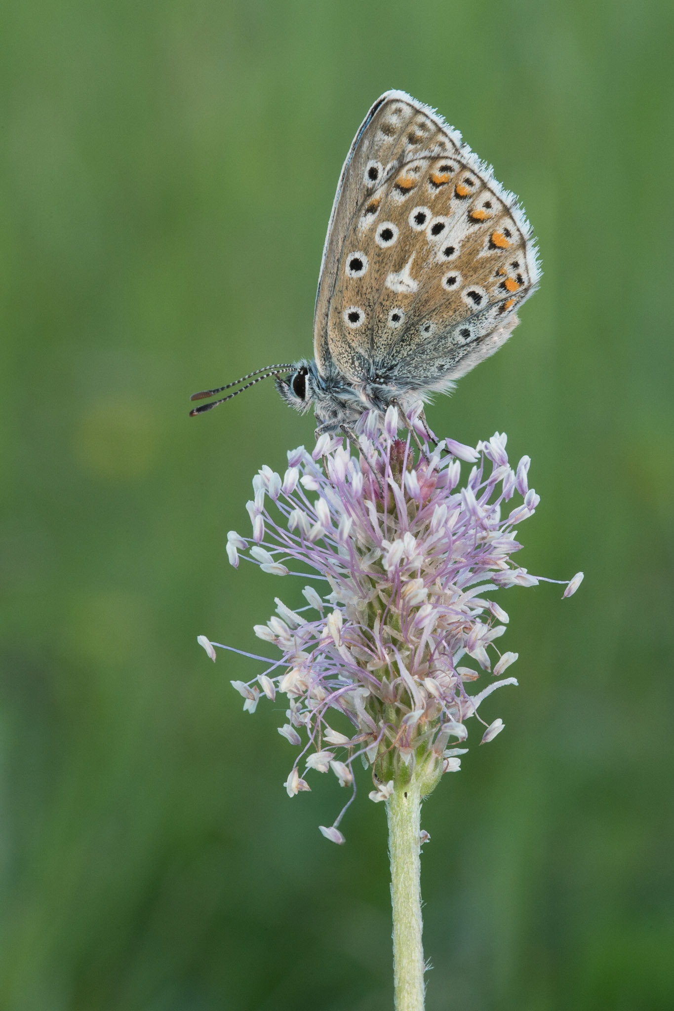 Adonis Blue (m) on Common Bistort