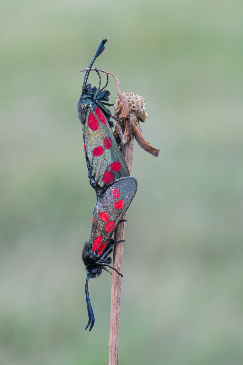 02 | Six-spot Burnet Moths Mating