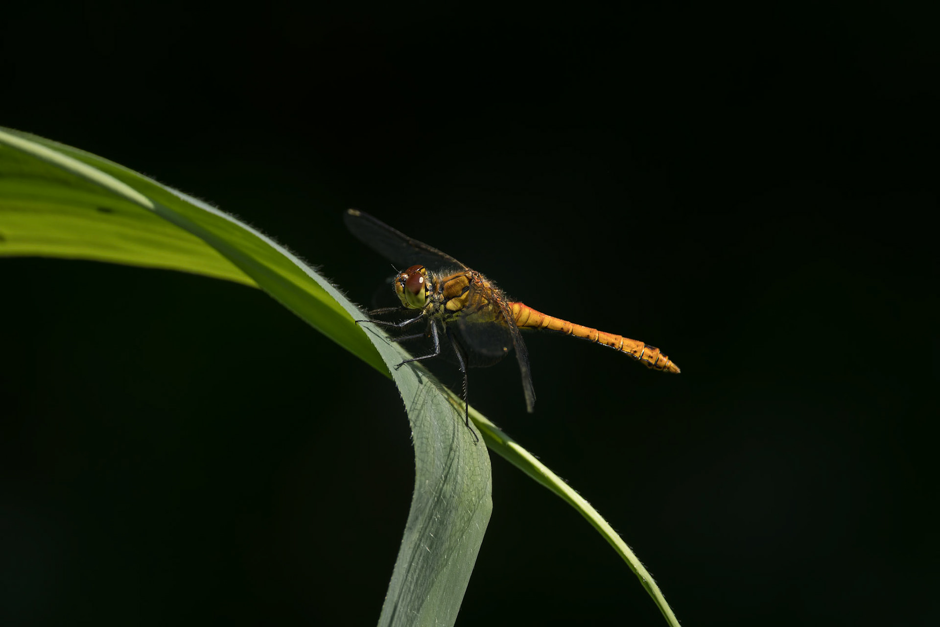 Common darter (f)