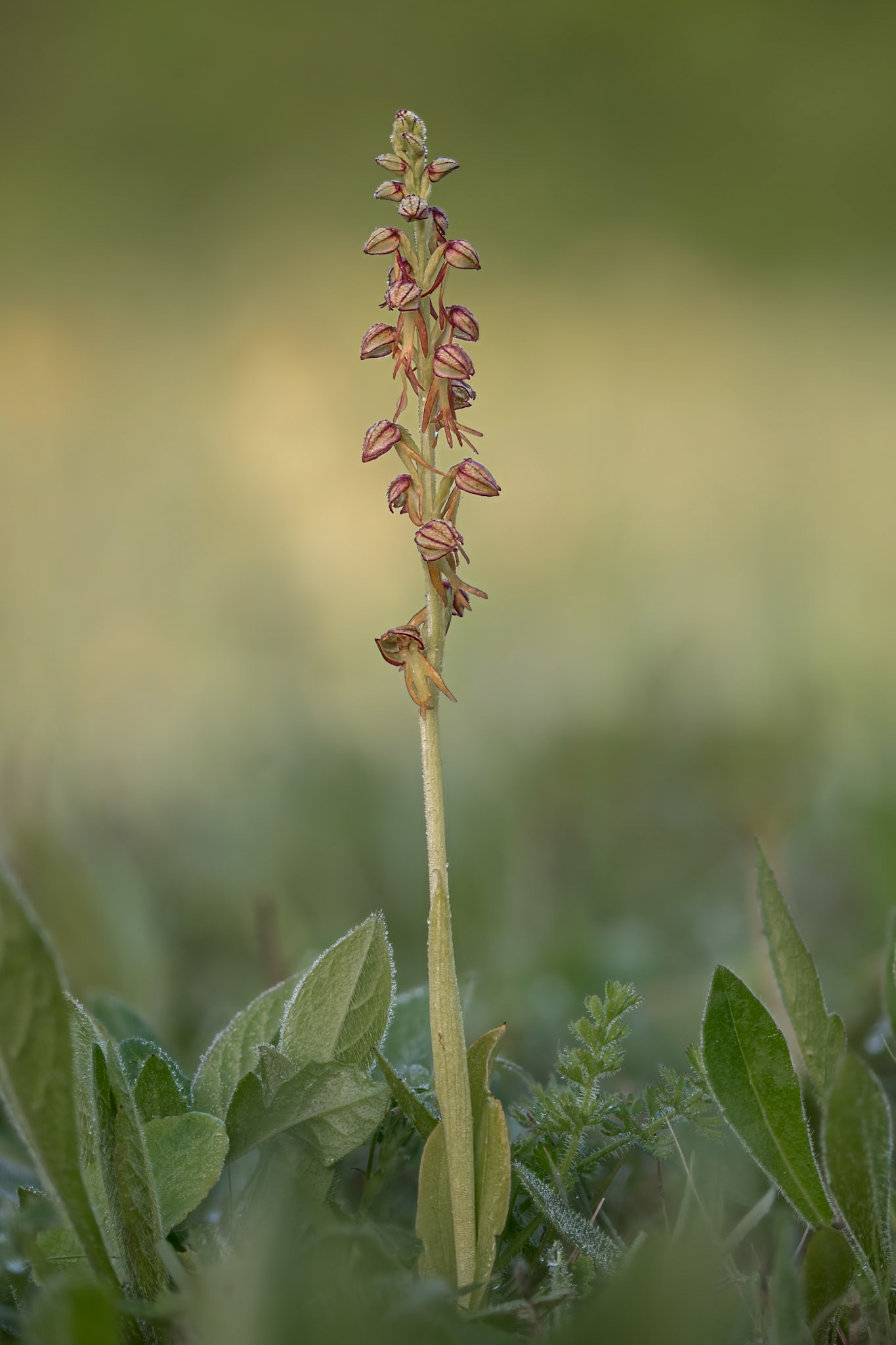Men Orchid
