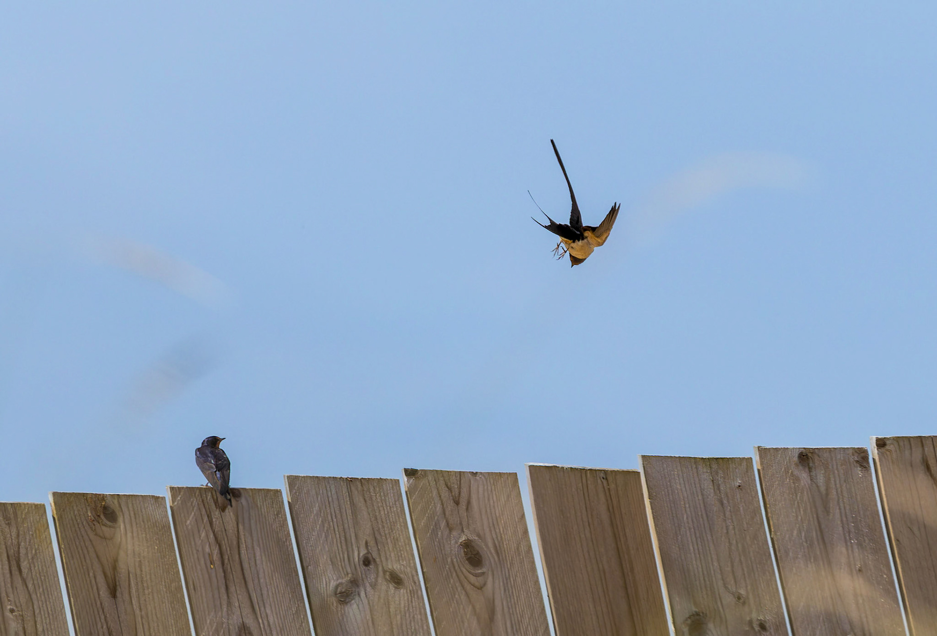 Barn Swallows