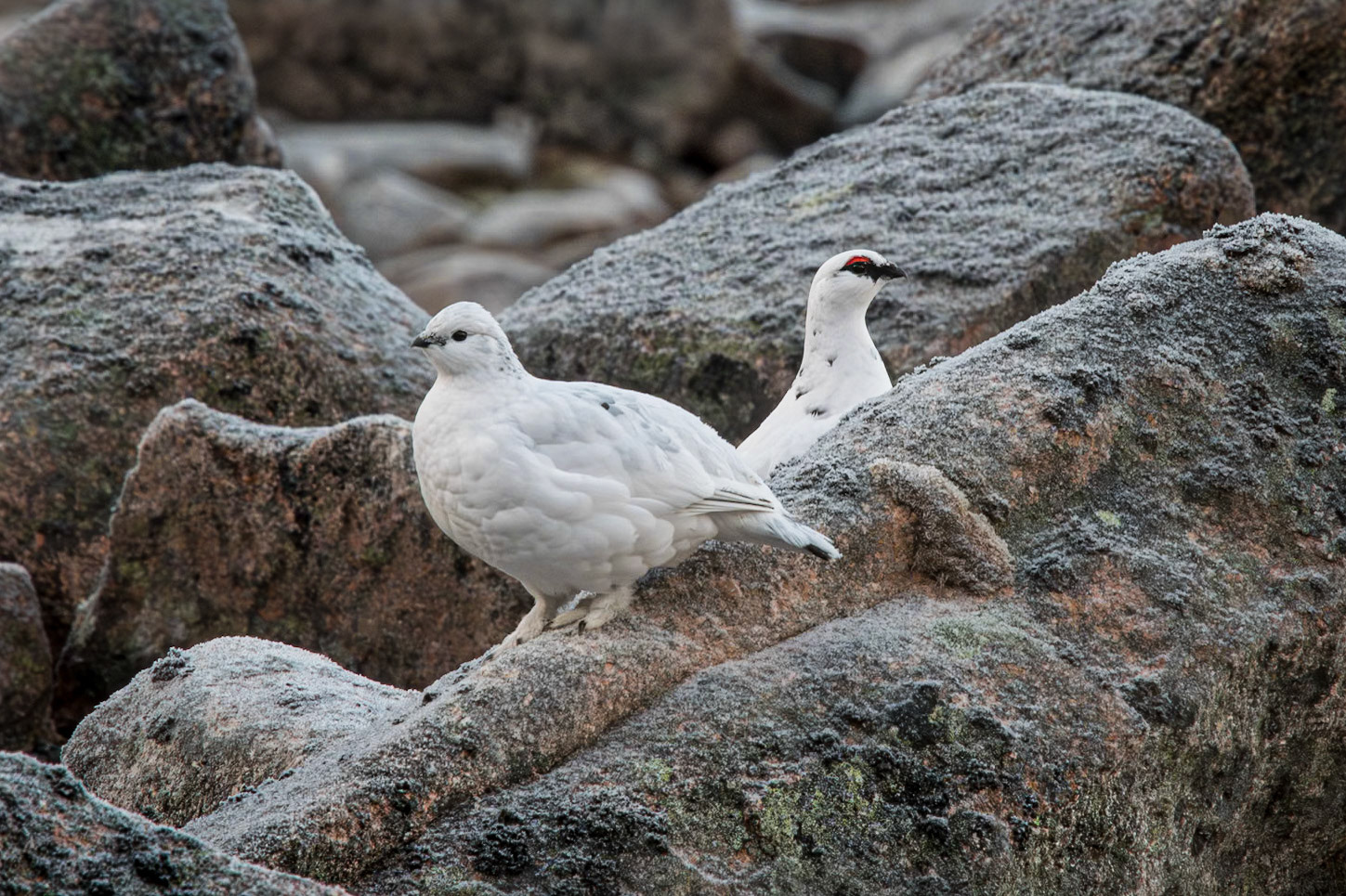 Ptarmigans
