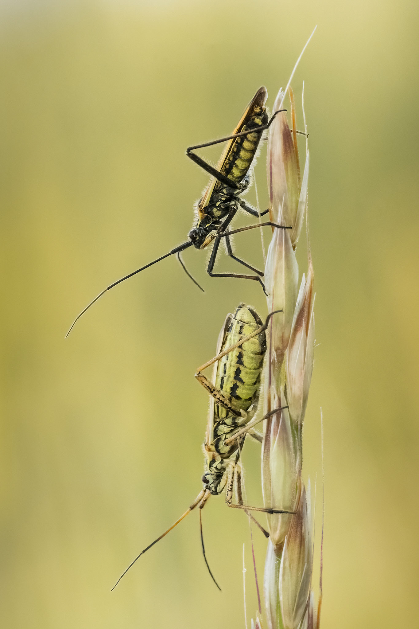 Meadow Plant Bugs (m,f)