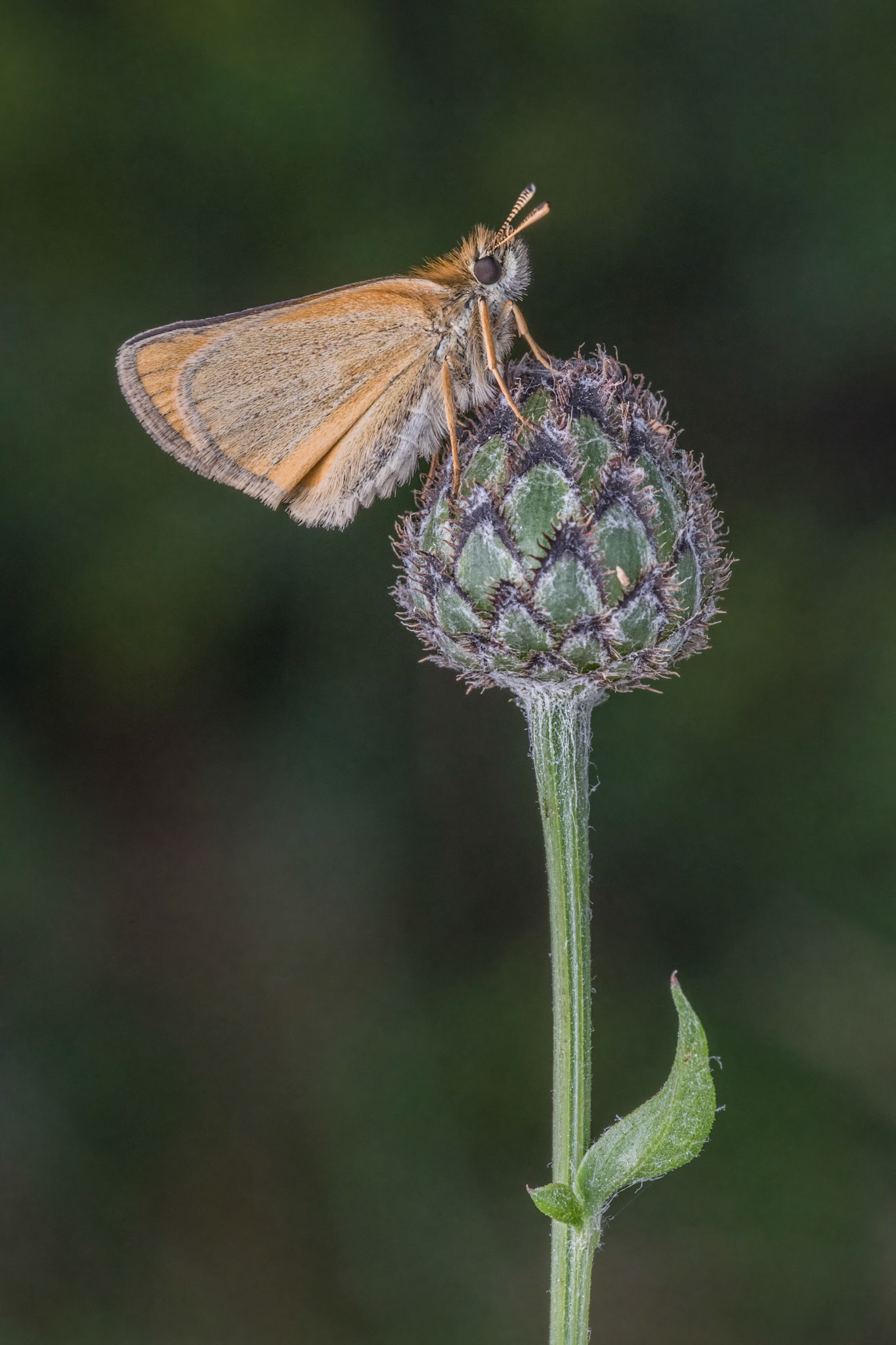 Essex Skipper on Common Knapweed